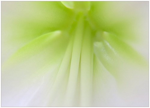 002 Amaryllis centre.jpg